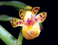 ภาพที่1 Gastrochilus pseudodistichus (King & Pantl.) Schltr.